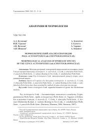 Image result for Actiniopteris pauciloba