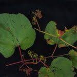 Image result for Ampelocissus multistriata