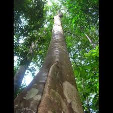 Image result for Platysepalum