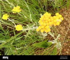 Image result for Helichrysum aureo-nitens