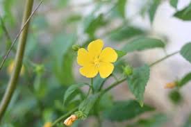 Image result for Pavonia senegalensis