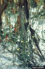 Image result for Striga chrysantha