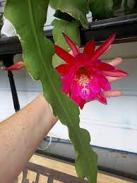 Two pcs 8 to 10 cuttings: Houseplant Orchid Cactus Cereus Epiphyllum Live Flower Plant Etsy Orchid Cactus Orchids Plants