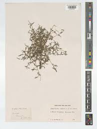 Image result for Oldenlandia capensis