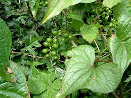 Image result for Dioscorea cotinifolia