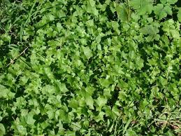 Image result for Delairea odorata
