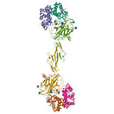 Image result for Haptoglobin