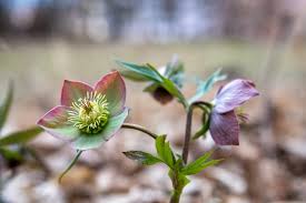 Garden flowers toxic to dogs. Hellebore Toxicity What Happens If Your Dog Eats Hellebore In The Garden
