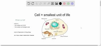 We did not find results for: Solved The Is The Basic Unit Of Life A O