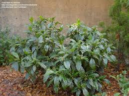 Image result for Psychotria succulenta