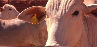 Abrace seus desejos torcidos e assista aos melhores vídeos pornôs de bestialidade em nosso tubo de sexo para cavalos. Ayfr1zda Fwc9m