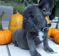 Find french bulldog puppies and breeders in your area and helpful french bulldog information. French Bulldog Puppies For Sale Dogs Puppies For Sale In Johannesburg Gauteng Africada Com Mobile 27981