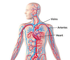 Veins return blood back toward the heart. Wiring Diagram And Flowchart Simple Diagram Of Veins And Arteries