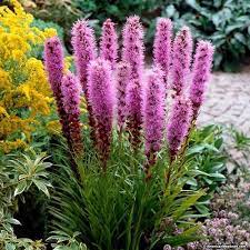 Gayfeather Liatris Spicata Grows Easily And Reliably From Gayfeather Seeds Liatris Or Commonly Ca Blazing Star Flower Flowers Perennials Wildflower Garden