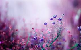 Pin Von Savath Yedmeta Auf Dtms V2 Blumen Fotografie Fotografie Blumen Hintergrundbilder Blumen
