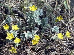 Image result for Pseudovigna argentea