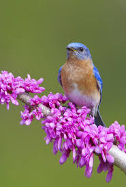 Birds Of Western New York State The Beautiful Eastern Bluebird The State Bird Of Missouri And New York Nature Travel Wildlife Photography Animals State Birds