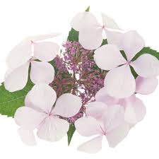 Nyc all star dance experience; Let S Dance Diva Reblooming Hydrangea Hydrangea Macrophylla Proven Winners