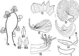 Image result for Dolichos sericeus