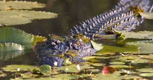 Image result for mary river crocodiles