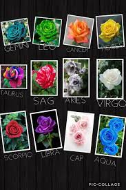 The Signs As Roses Zodiac Rose Creation