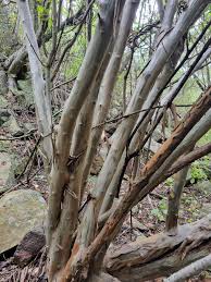 Image result for Cordia monoica