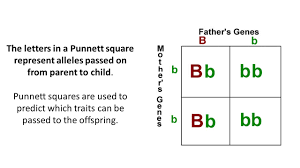 Way of representing genetics, so he used a grid to show heredity. What Is A Punnett Square And Why Is It Useful In Genetics Phenotype Wikipedia It Is Named After Reginald C Gana Habsa