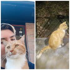 Lost Cat Snuggles in Canton and Piedmont Area