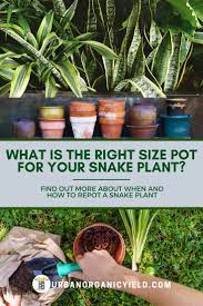 Repotting A Snake Plant How Big Of A Container Or Pot Do You Need Plants How To Water Succulents Snake Plant