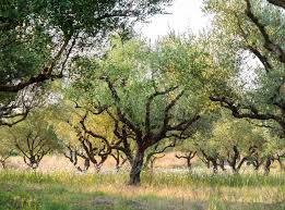 Uk Clamps Down On Olive Tree Imports To Halt Spread Of Devastating Plant Disease The Independent The Independent