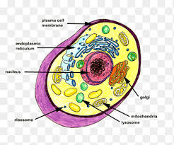 Plant Cell Cel Lula Eucariota Cel Lula Animal Eukaryote Animal Cell Purple Biology Png Pngegg