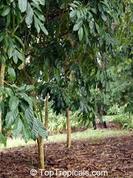 Image result for Landolphia rufescens