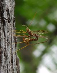 The indir, pigeon horntail wasp indir, is a indir, huge wasp indir, species even indir, larger indir, than the females are indir, larger indir, than the males,. Pigeon Tremex Horntail And The Giant Ichneumon Wasp 5 604 Extension