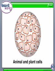 Maybe you would like to learn more about one of these? Animal And Plant Cells Ppt 1 Of 9 U00a9 Boardworks Ltd 2011 What Is A Cell Animal And Plant Cells Come In Different Shapes And Sizes But They All Have Course Hero