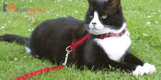 Kedi Tasmalari Nasil Secilmeli Kullanisli Kedi Tasmasi Modelleri Evcil Hayvan Blogu