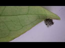 Something to look at 7. The Belly Button Lint That Moves It S Aliive D Lint Plant Leaves Insects