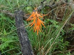 Image result for Orthochilus walleri