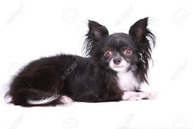 But, they have a lot more fur! Black And White Long Haired Chihuahua Against White Background Stock Photo Picture And Royalty Free Image Image 8109518