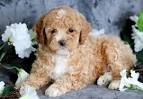 Toy Poodle Puppies for Sale in Virginia - DogsNow