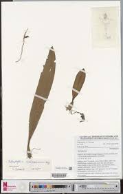 Image result for Bulbophyllum schimperianum