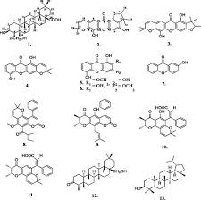 Image result for Manilkara obovata