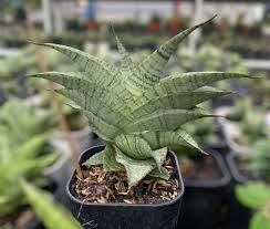 Image result for Sansevieria