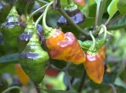 Häng med så får ni se. Bolivian Bumpy Chilimag Hu Webshop