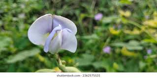 Image result for Vigna frutescens