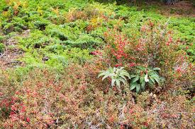 Will eventually reach about 5′ tall and wide but a slow grower. Shrub Definition And Types Biology Dictionary