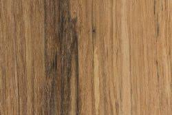 Image result for Olea capensis