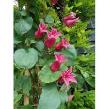 Like many species of cactus, the taxonomy for coryphantha pottsiana is a bit cloudy. Clematis Koningin Maxima