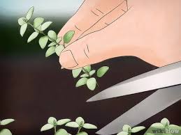 We did not find results for: How To Grow Thyme 11 Steps With Pictures Wikihow