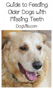 Tips For Feeding Older Dogs With Missing Teeth Older Dogs Dogs Senior Dog Food Recipes