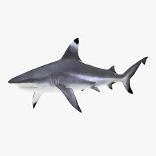Blacktip Reef Shark 3d Model Ad Reef Blacktip Model Shark Shark Tattoos Reef Shark Shark Art